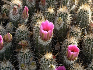 Domesticated cactus