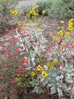 Brittle bush and chuparosa